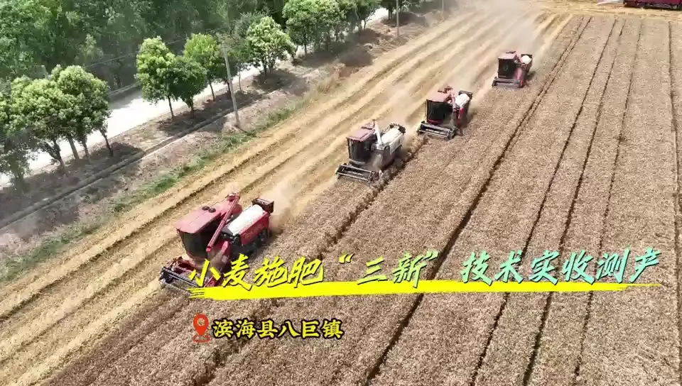 滨海小麦实收测产验证“三新”技术增产节肥实效