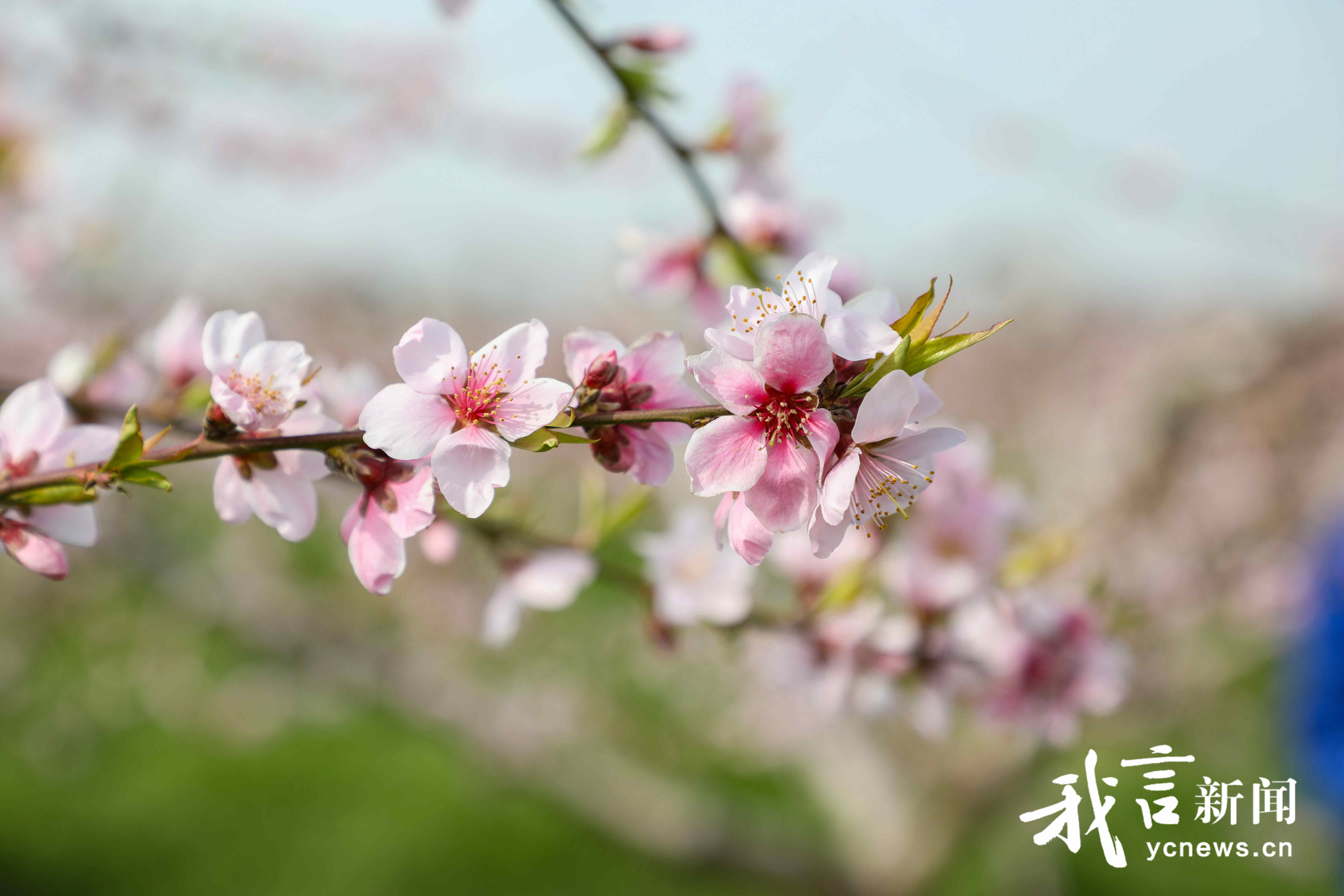 桃树春管正当时