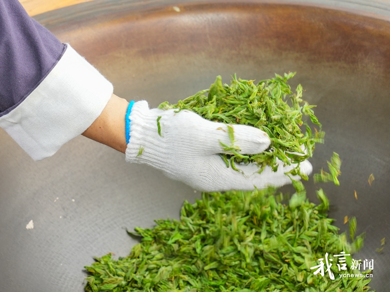 桑叶新茶开摘