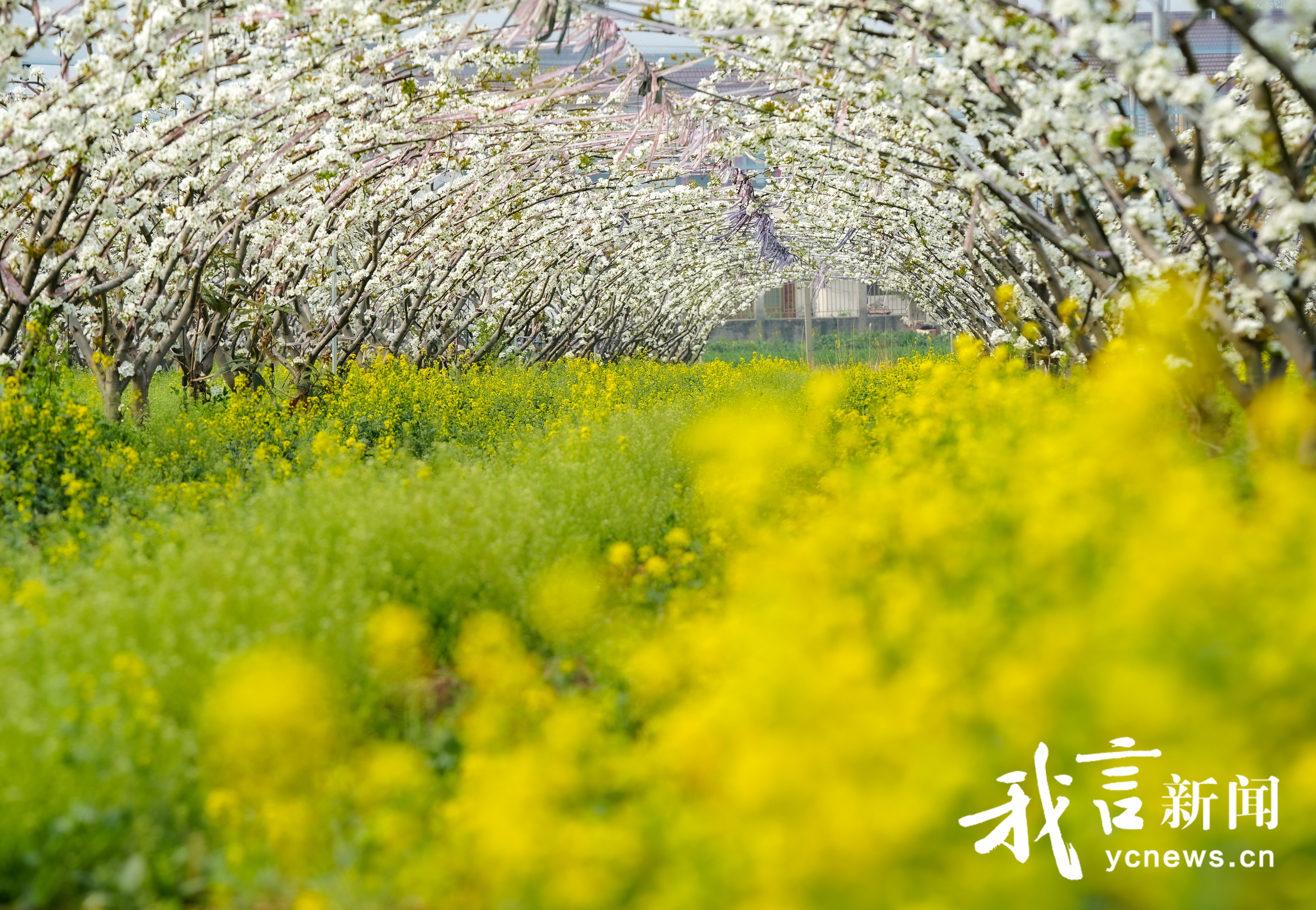 梨树花开授粉忙
