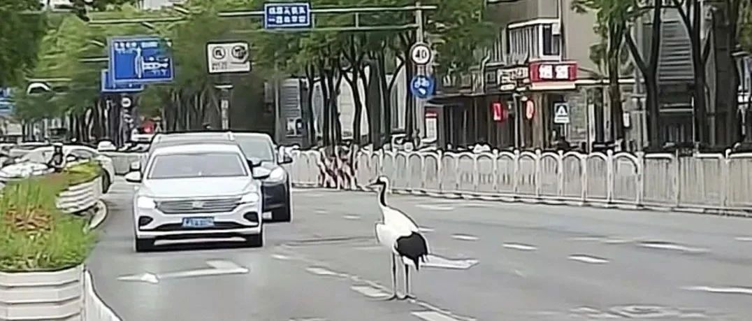 街溜子出行，见者有喜