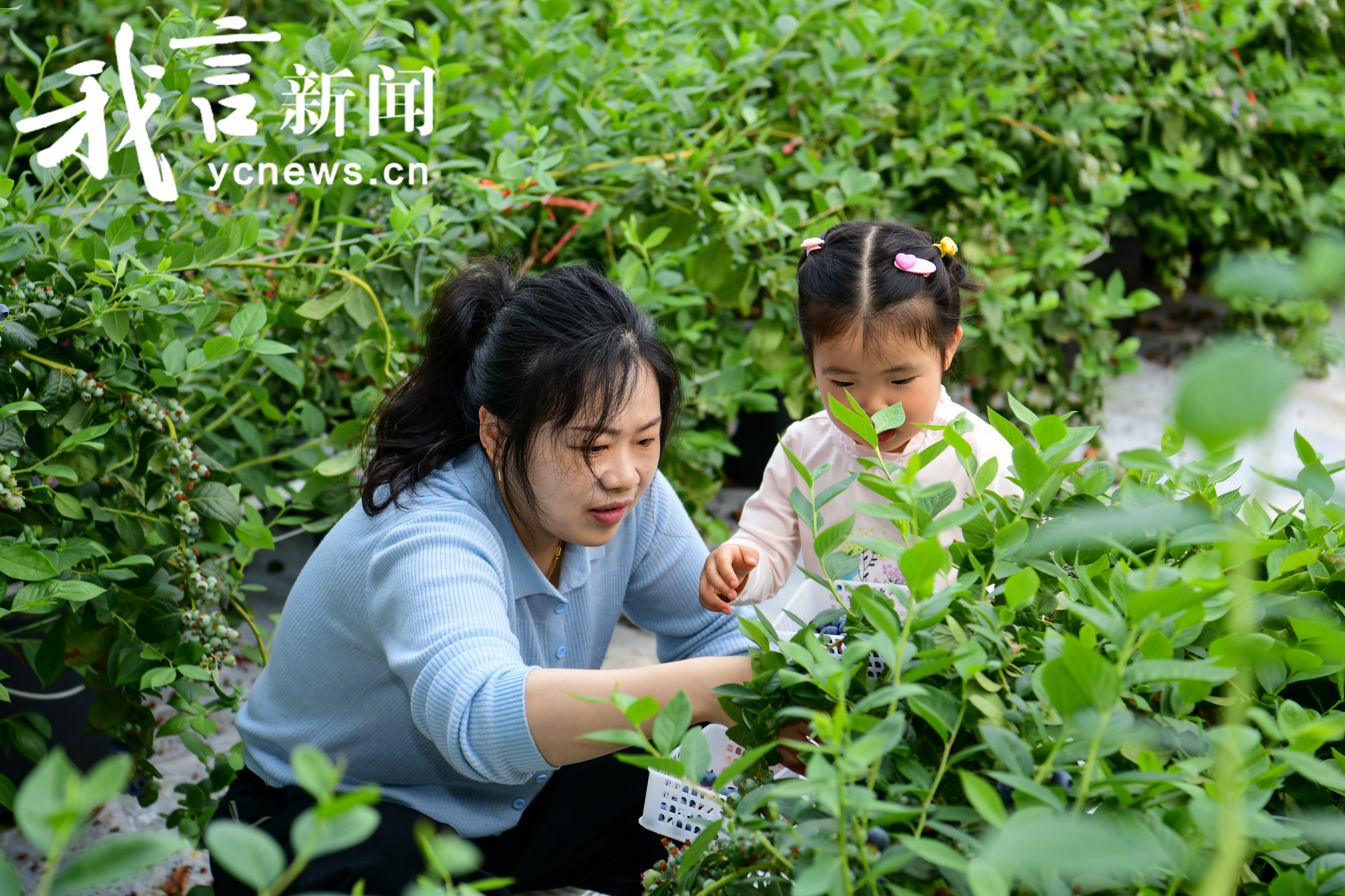 蓝莓小果实，振兴大文章