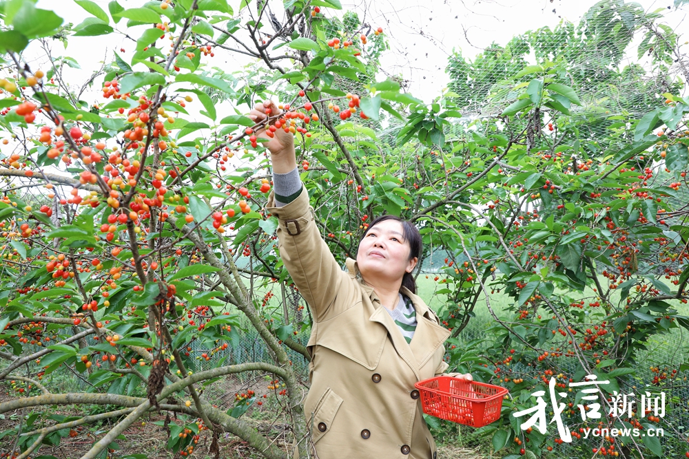 五月樱桃红 尝鲜正当时