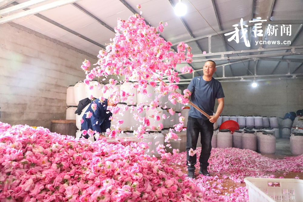 玫瑰花开采收忙