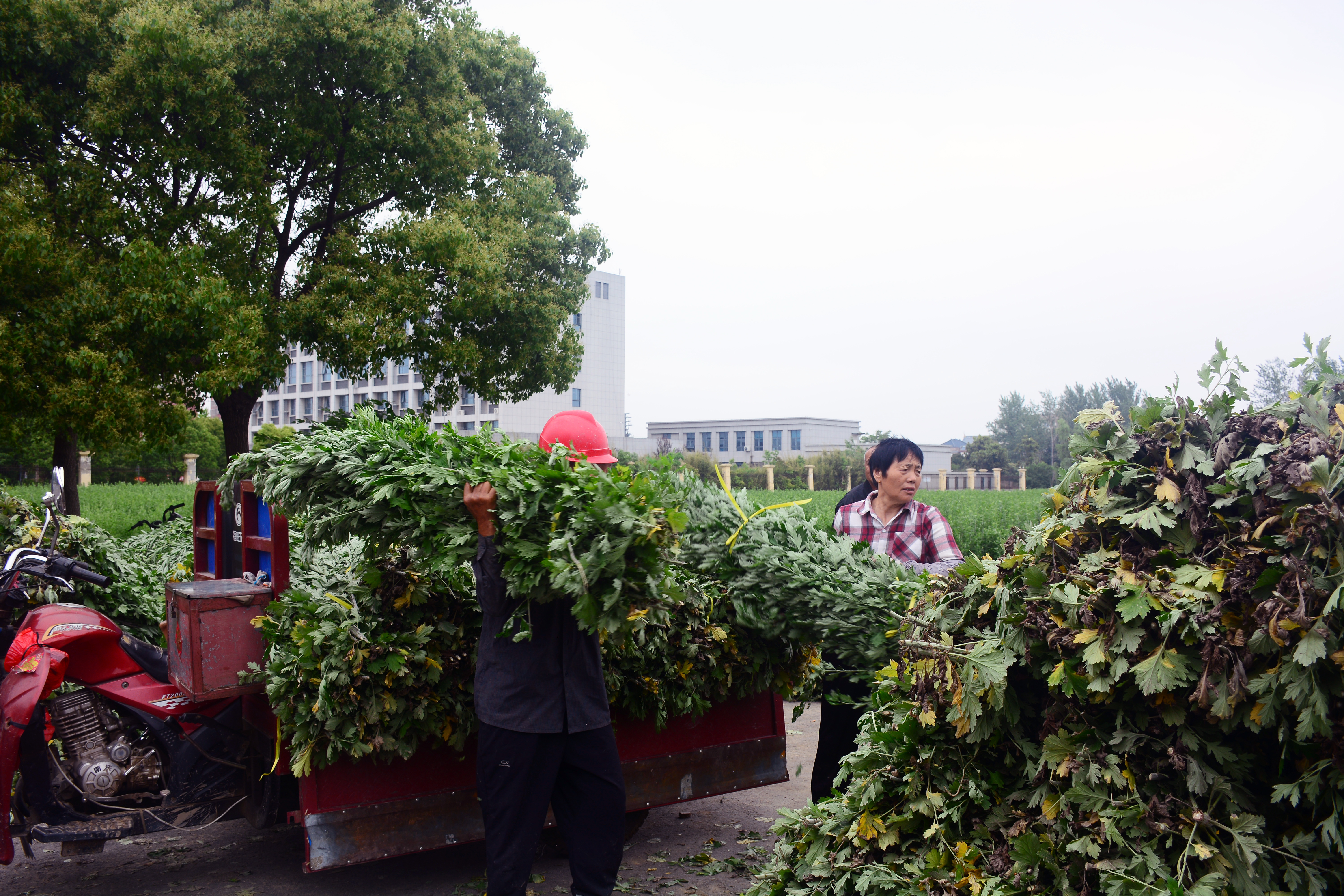 草堰镇采收艾草促增收