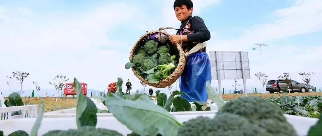盐之有味：响水西兰花“绿”动餐桌
