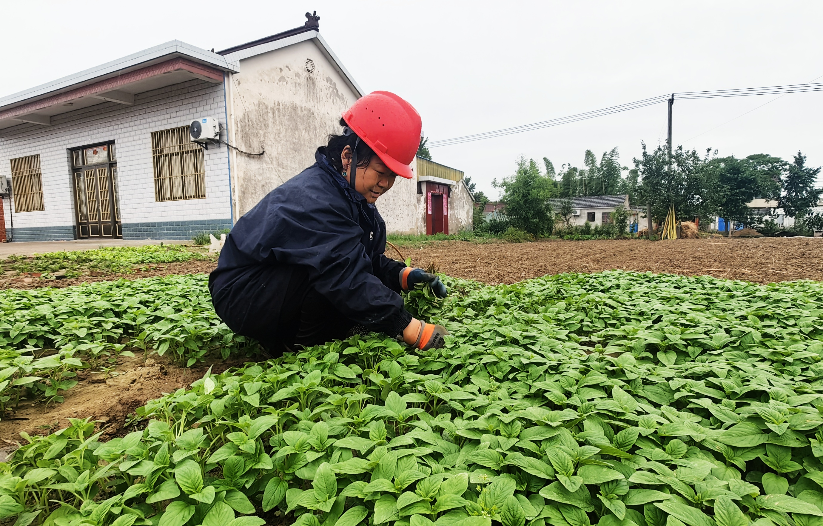 草堰镇巧用天时抢移栽