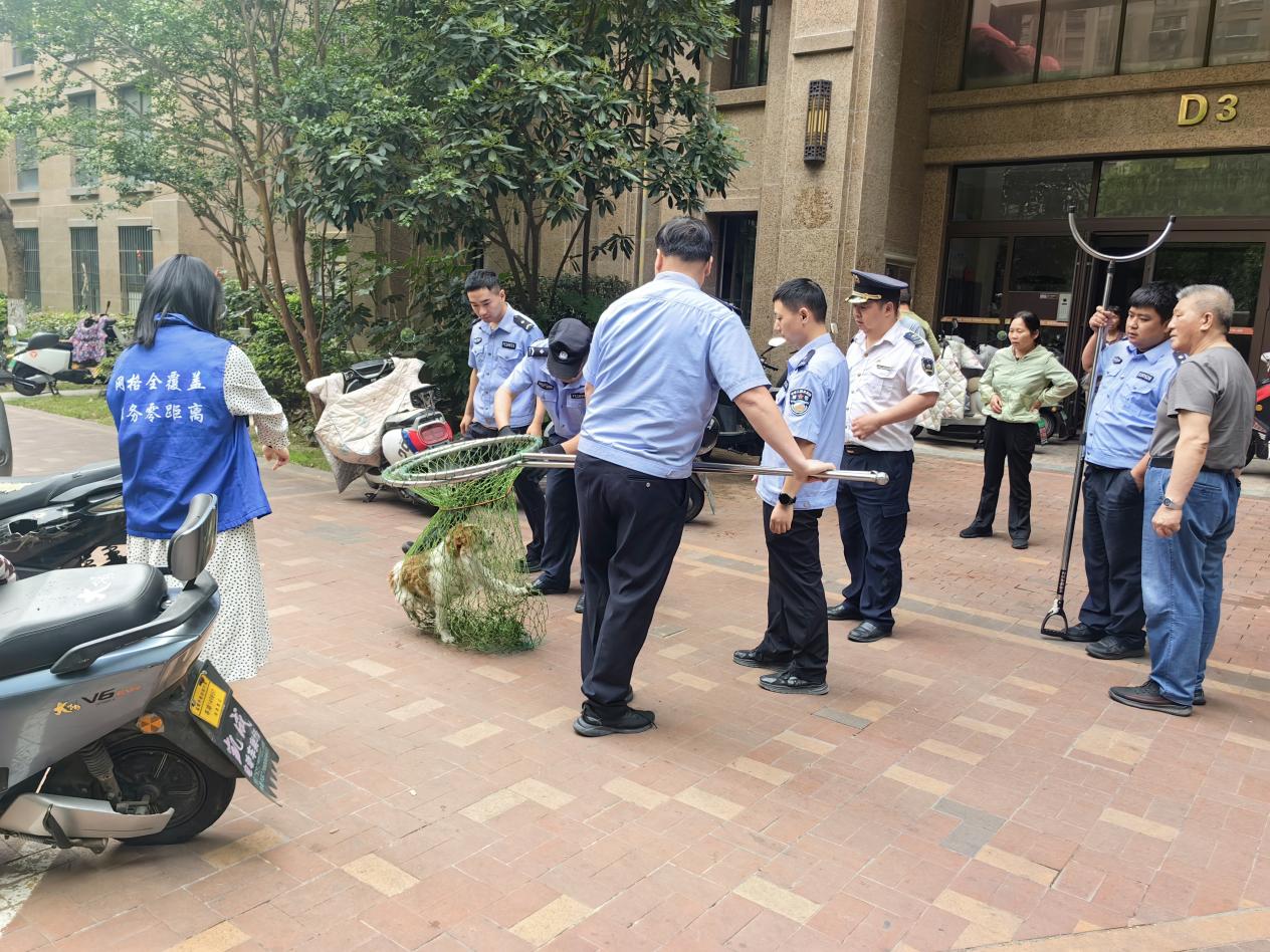 科城街道三方联动 妥善安置“汪星人”