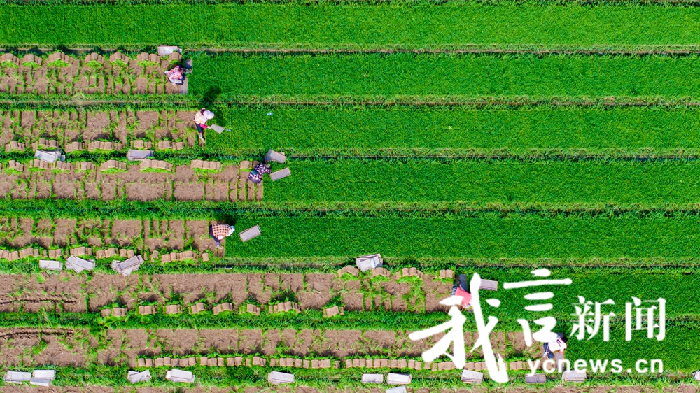 芯谷里插秧忙