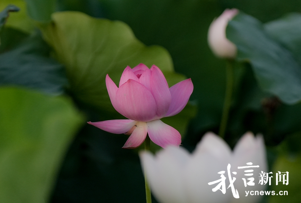 九龙口荷花漫千亩荷花盛开