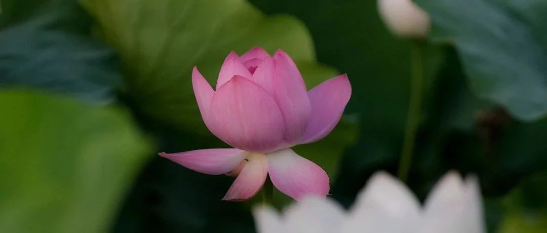 “荷”须远行？你的唯美夏日，就在家门口~