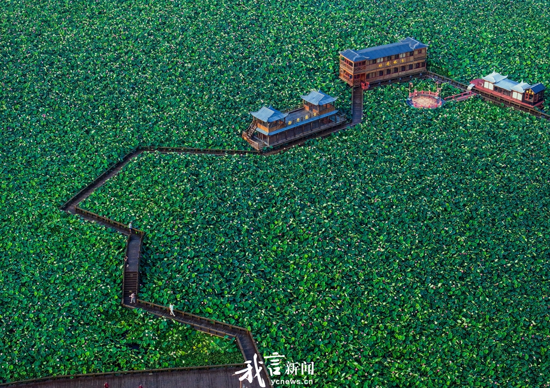 夏日荷花漫：灼灼其华，碧波仙韵