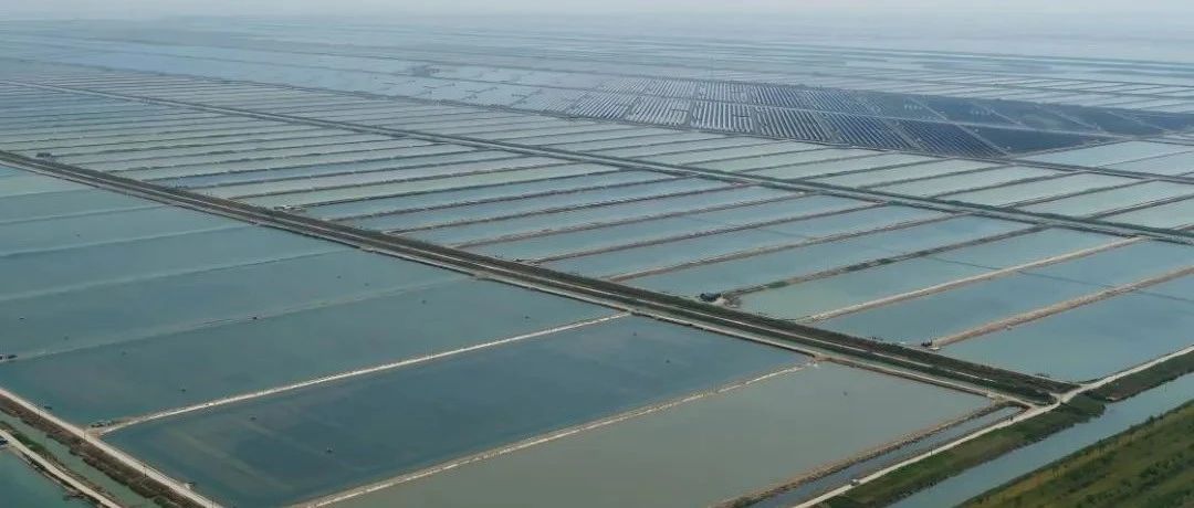 年产值可达15亿！响水斑节虾，占据全国一半市场！