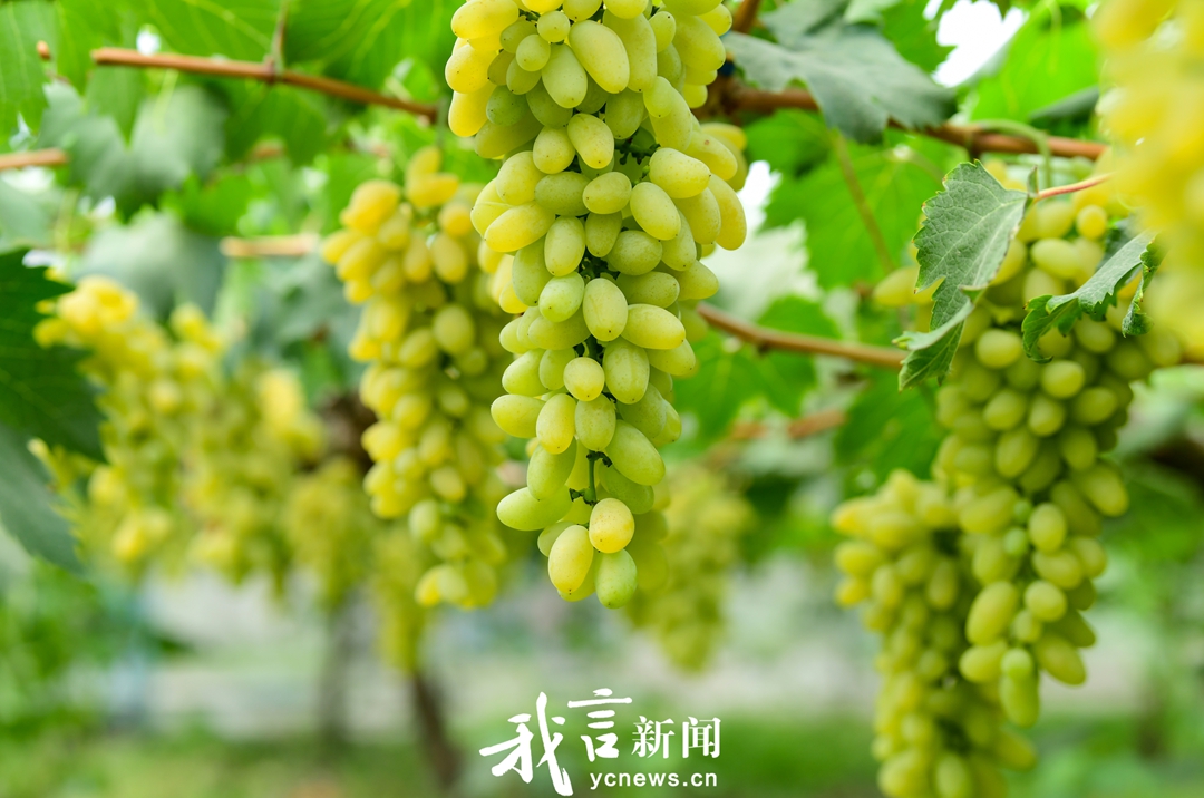 葡萄丰收采摘忙