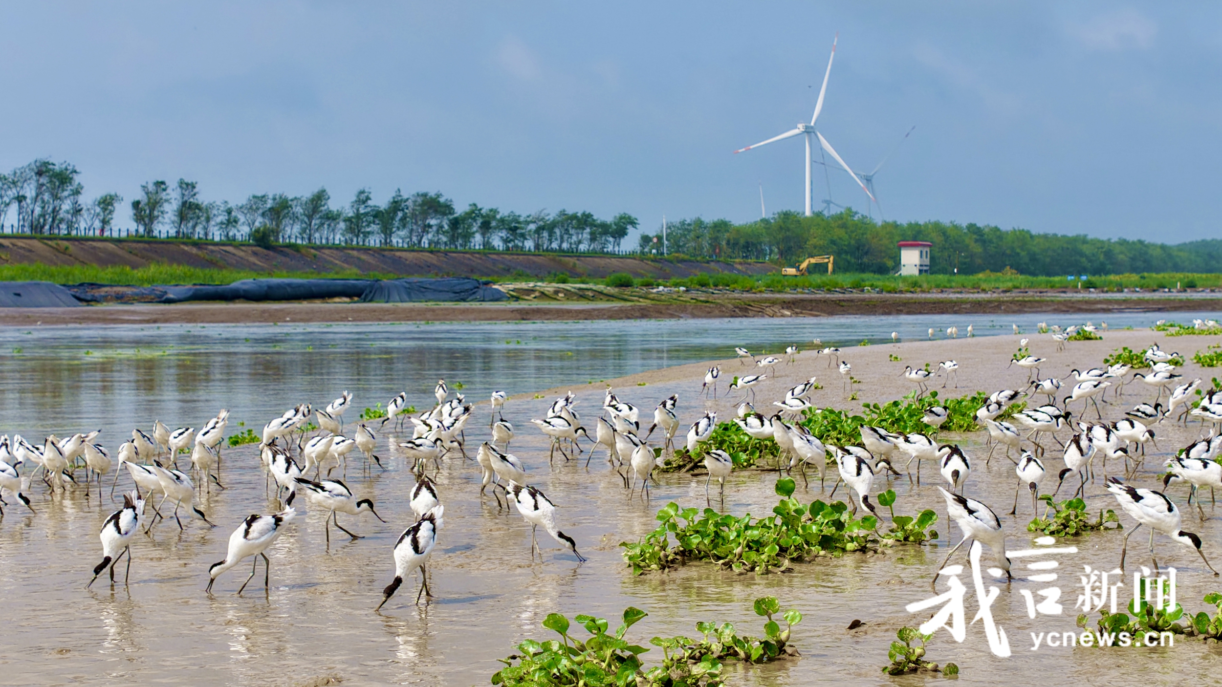反嘴鹬成条子泥“湿地留鸟”