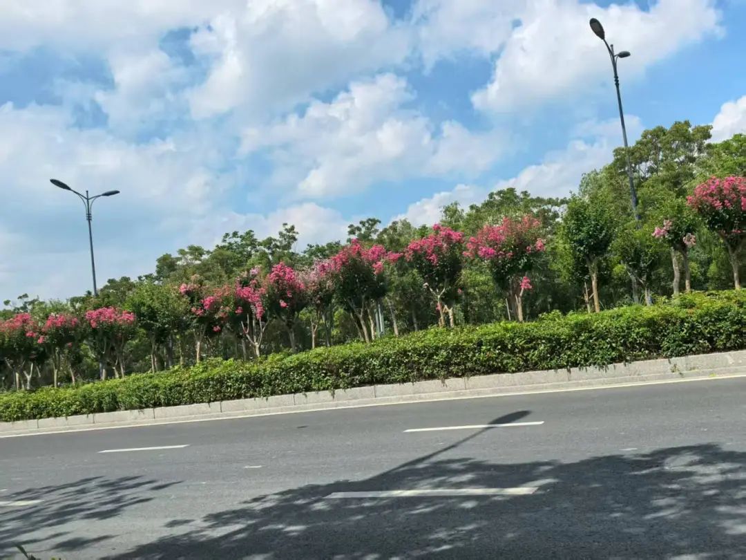 北环路紫薇1.jpg