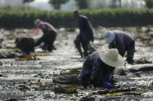 阜宁张秦村：芡塘铺绿采收忙 “致富果” 绘就振兴景