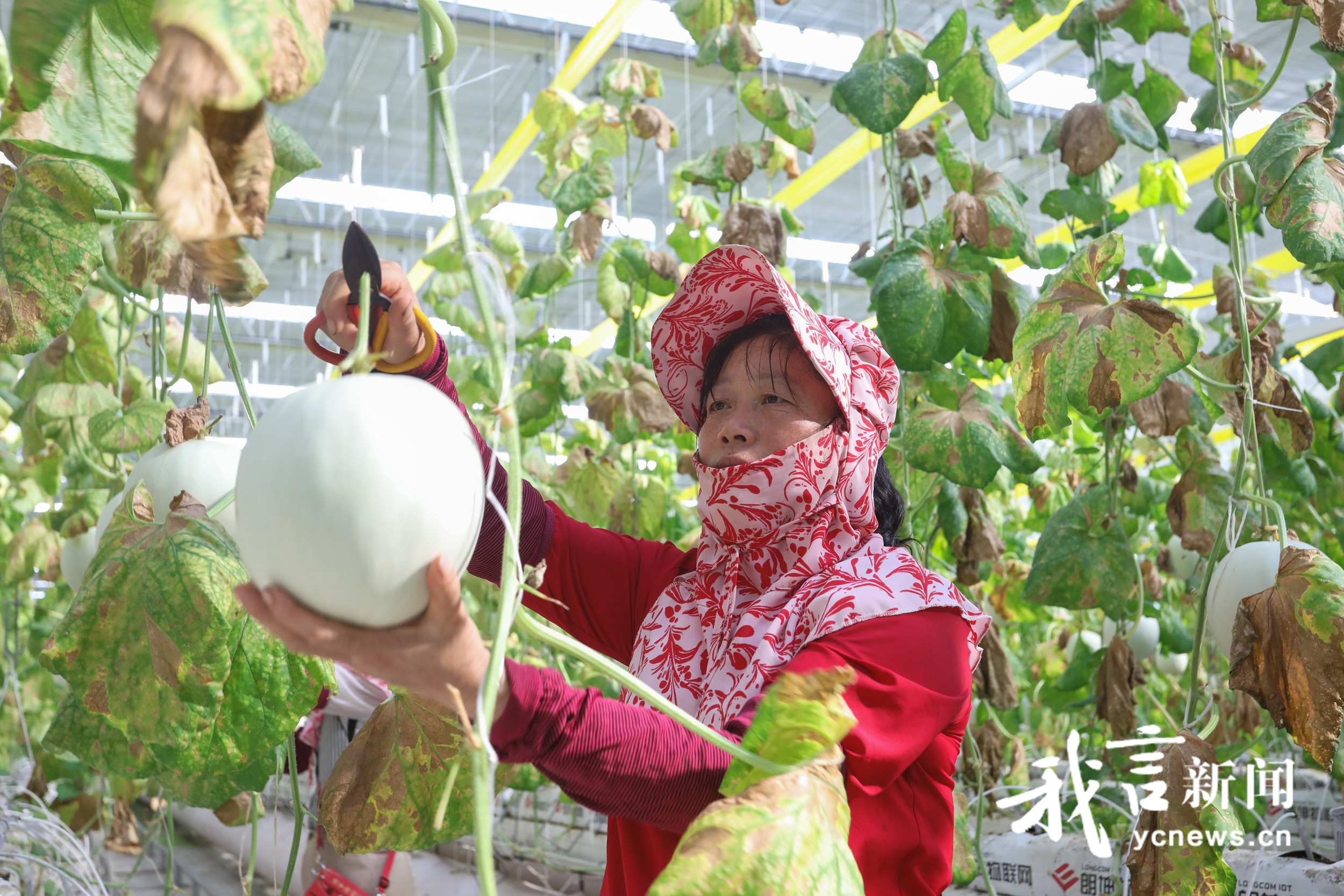玉菇甜瓜迎来丰收季