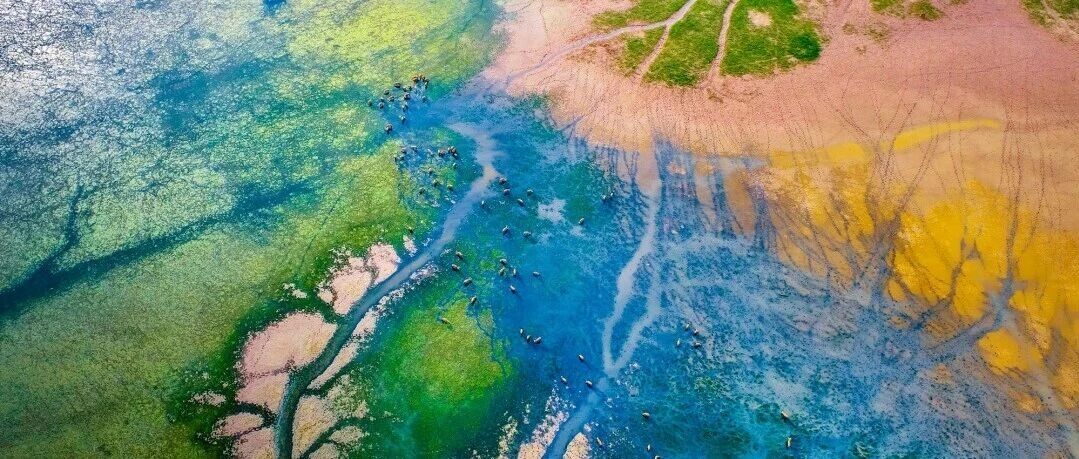 盐城湿地守护：值得被世界看见的生态答卷