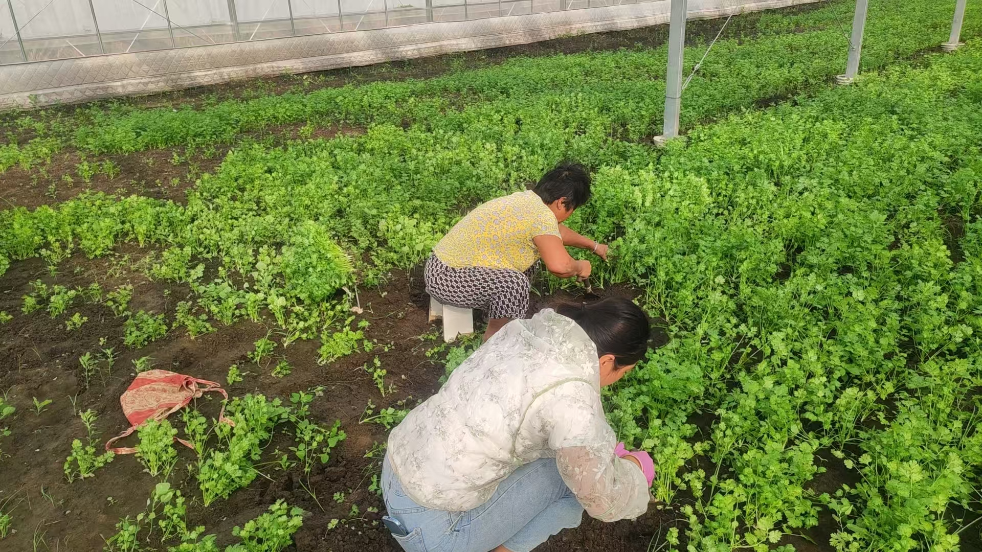 东台市唐洋镇唐胜村：田间香绕丰收韵 绿色产业拓富途