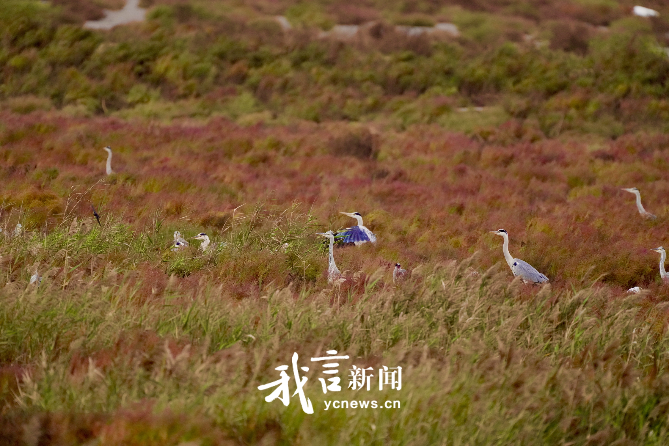 条子泥湿地的盐蒿红了