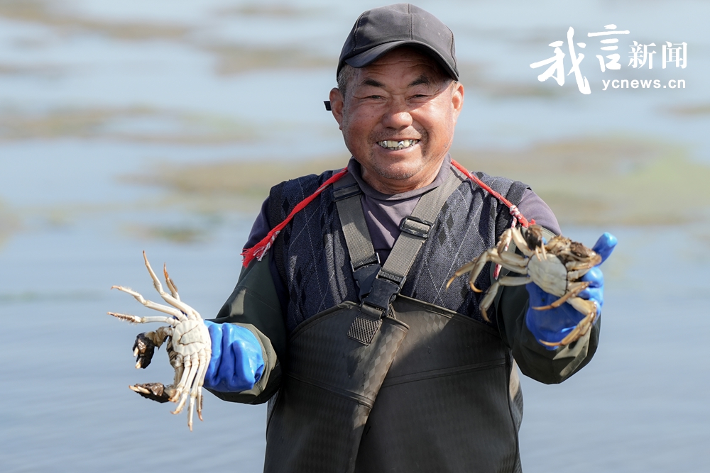 重阳节捕蟹售蟹忙