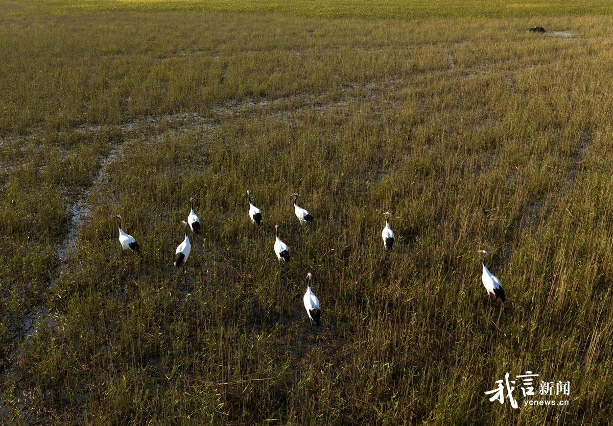 今年首批越冬丹顶鹤飞临盐城湿地