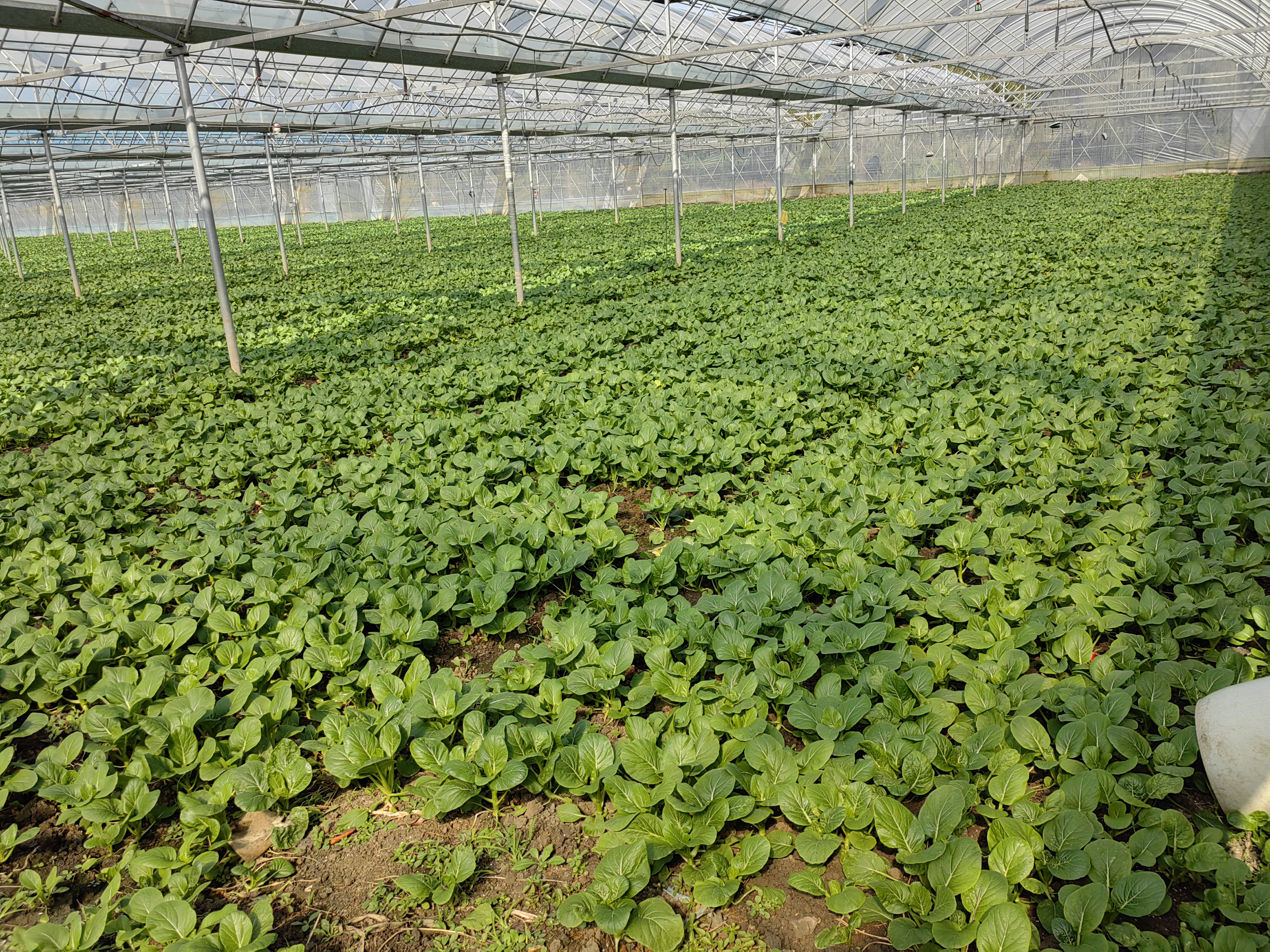 楼王鼎绿合作社16年守护“上海菜篮子”