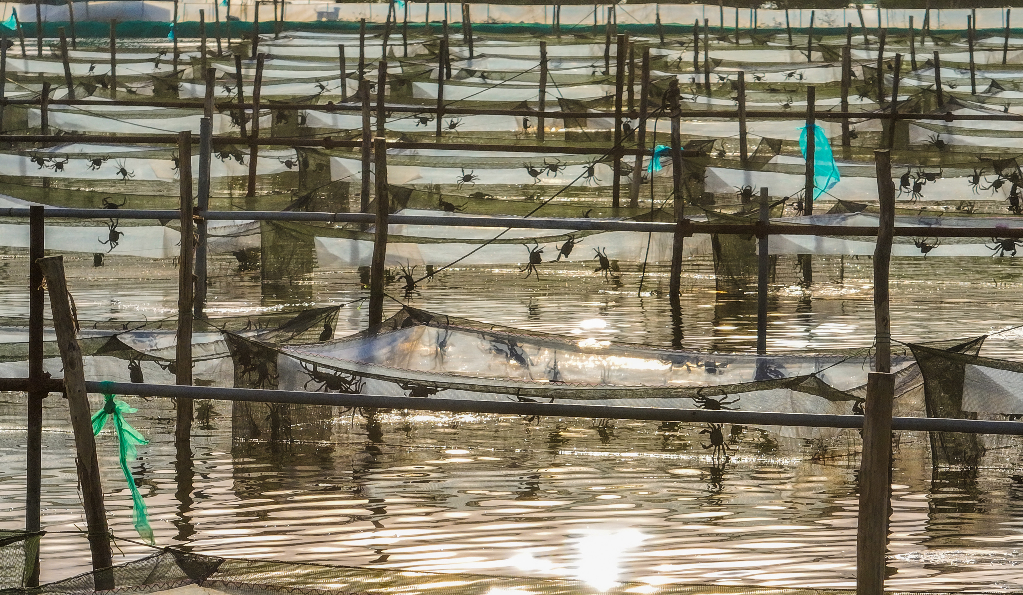 金秋蟹逅好“市”光