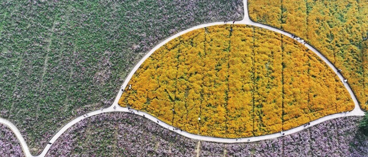 咔嚓～定格盐城这里的浪漫金秋