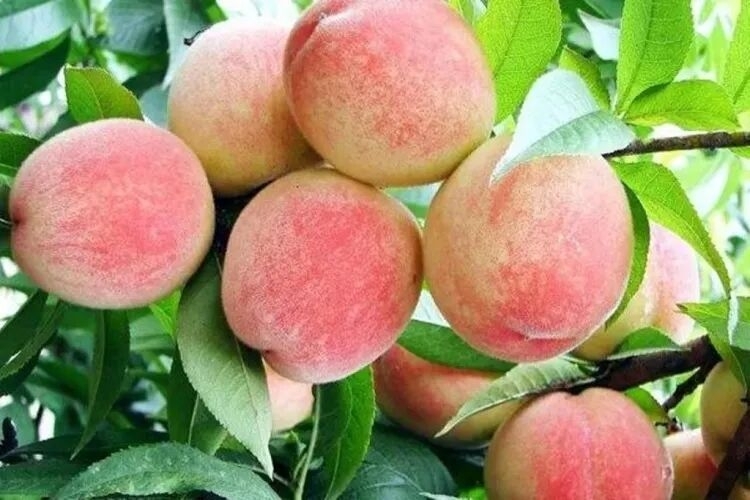 江苏无锡：“小特产”闯出“大市场” ，农业转型助力“锡字号”品牌加速出海