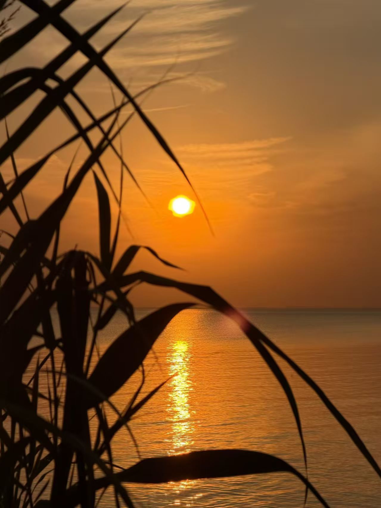 生态中国·幸福画卷丨巢湖绮梦(管晓红)