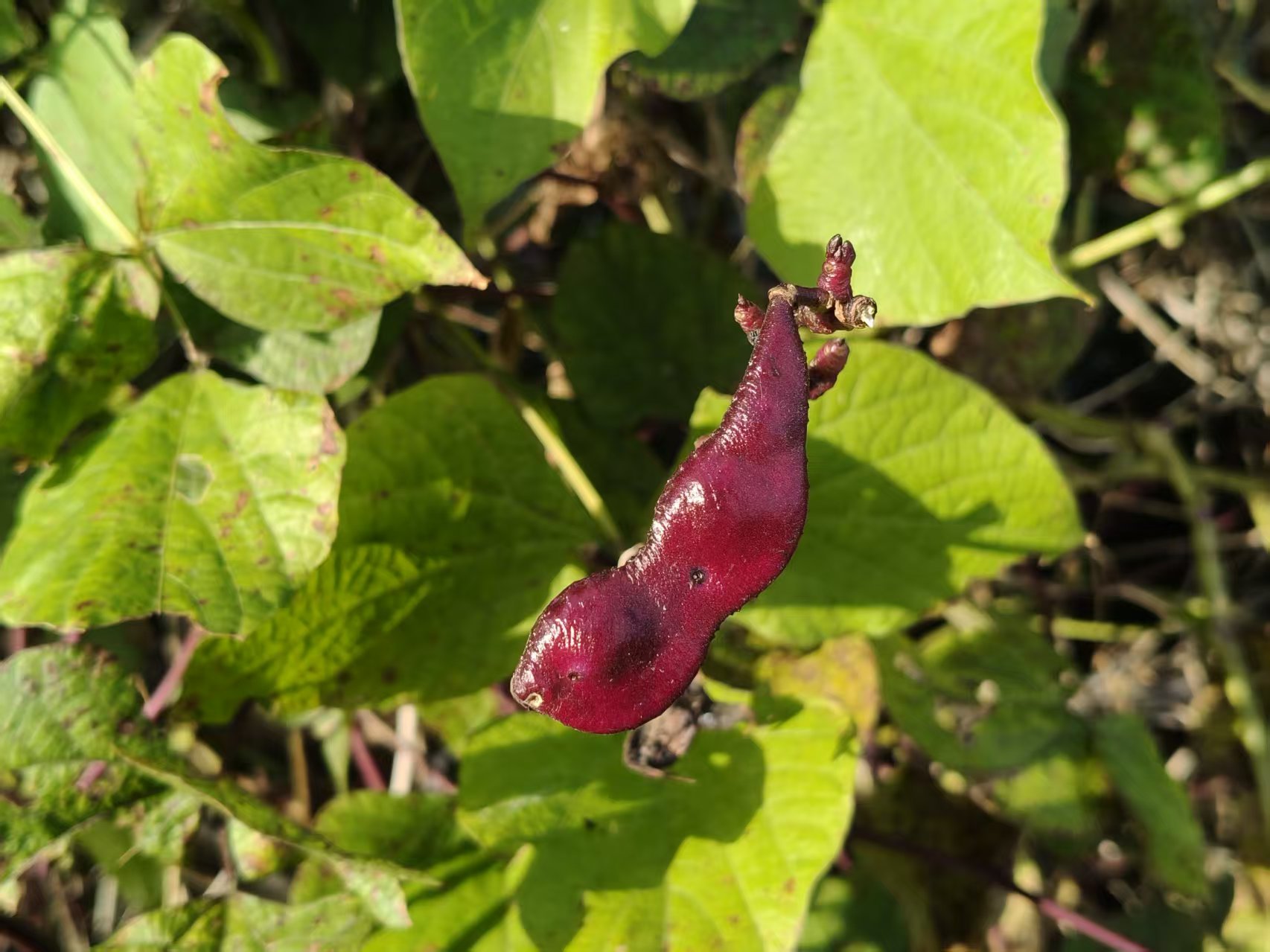 生态中国·幸福画卷丨秋田绘绿卷 幸福满乡间(王晓丹)