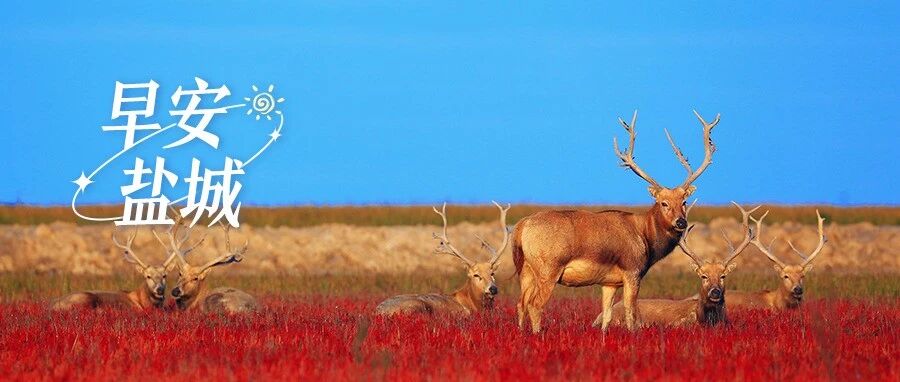 国家级大奖，盐城+2！