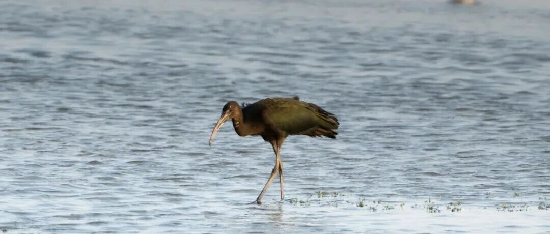 盐城又来“稀客”了！