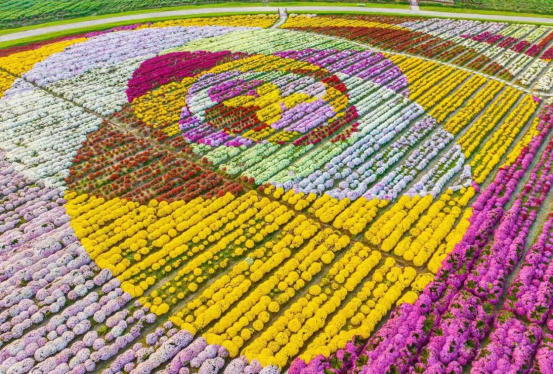 生态中国·幸福画卷丨菊香铺绿岸,生态绘幸福(朱庆标)