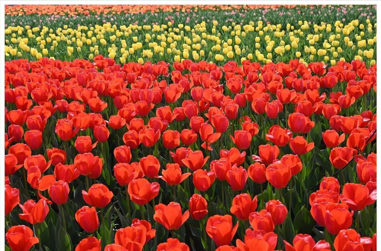 生态中国·幸福画卷丨从盐滩到花潮的绿潮漫卷(戴玉洋)