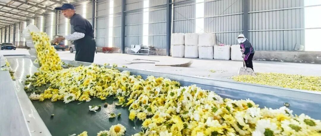 一朵花的产业链，一个镇的共富路！