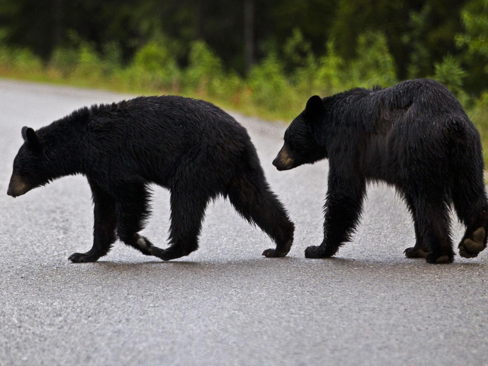 “熊出没”频发！日本相关假视频增多引担忧