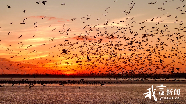 条子泥湿地鸬鹚归巢