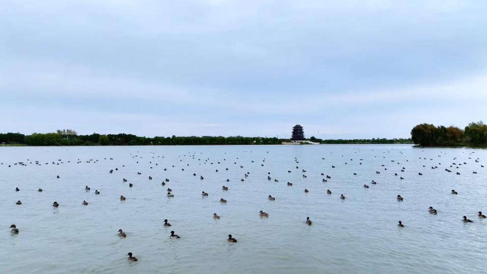 盐都：万鸟赴约解锁生态湿地“限定美景”
