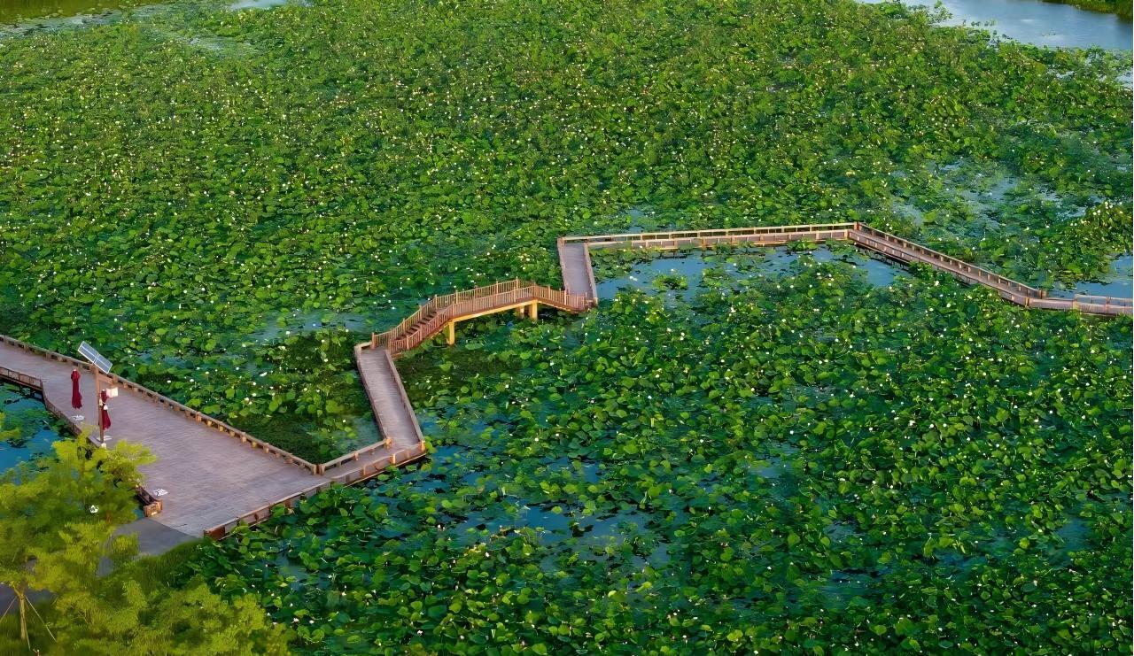 生态中国•幸福画卷丨一塘荷气漫建湖(徐怀友)