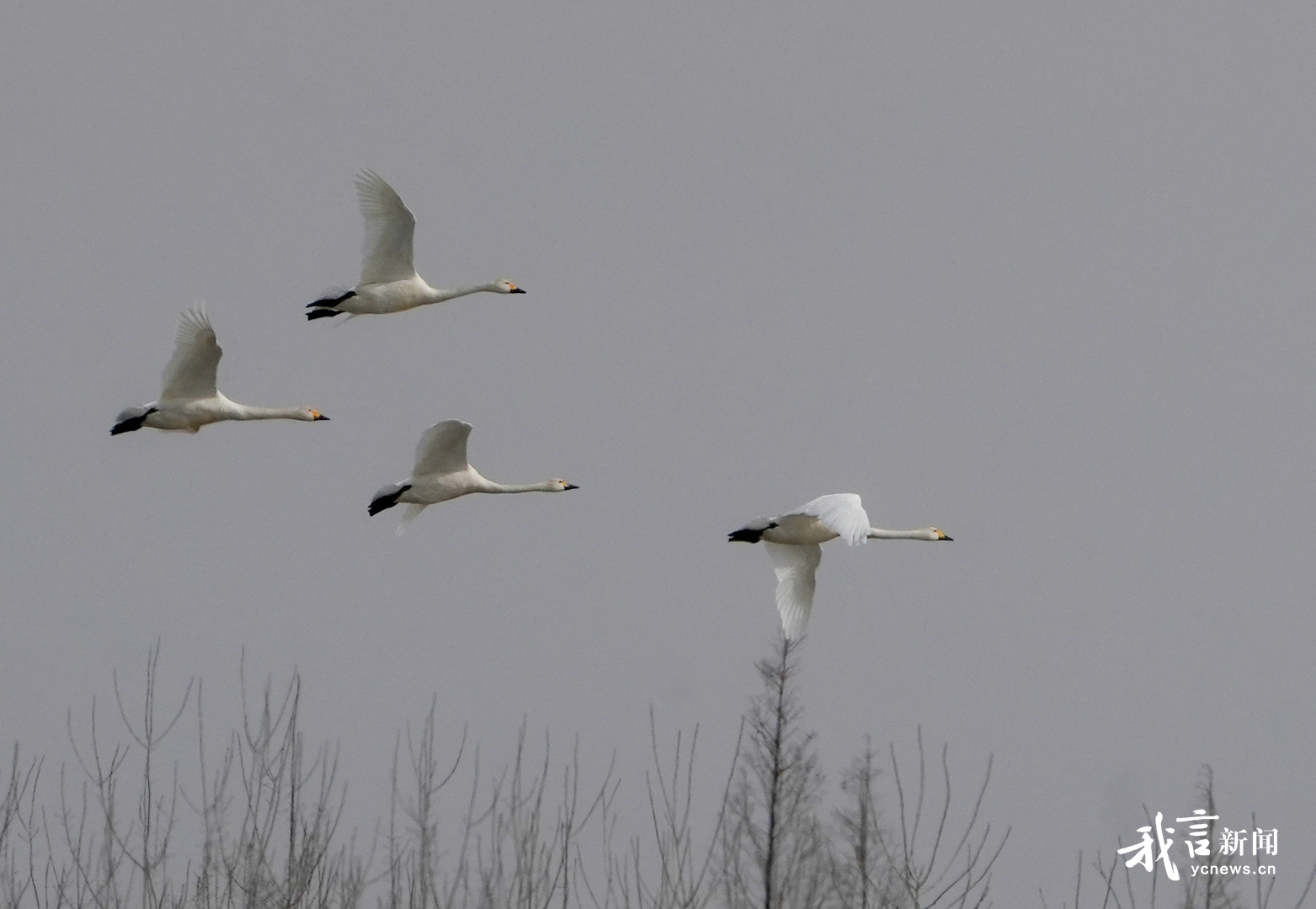 小天鹅再来建湖越冬
