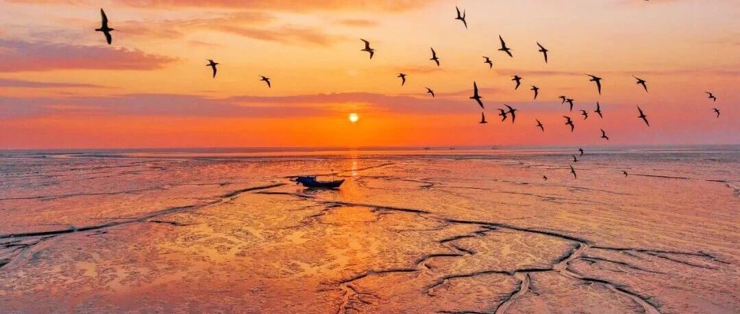 咔嚓咔嚓~湿地“红毯秀”开场！