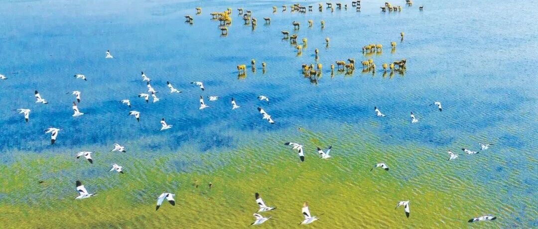 盐城第1号总林长令发布！