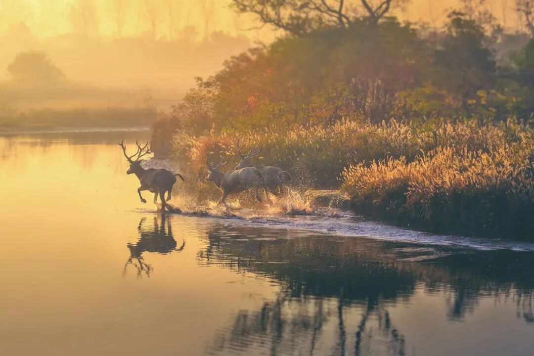 咔嚓咔嚓~湿地“红毯秀”开场！