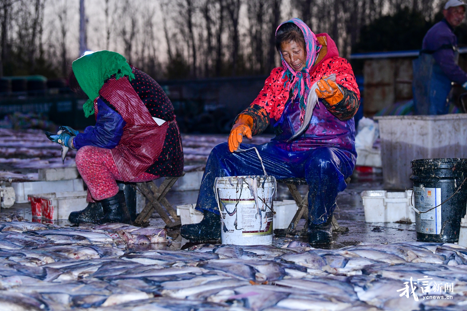 冬日晒鱼干，勤劳助增收
