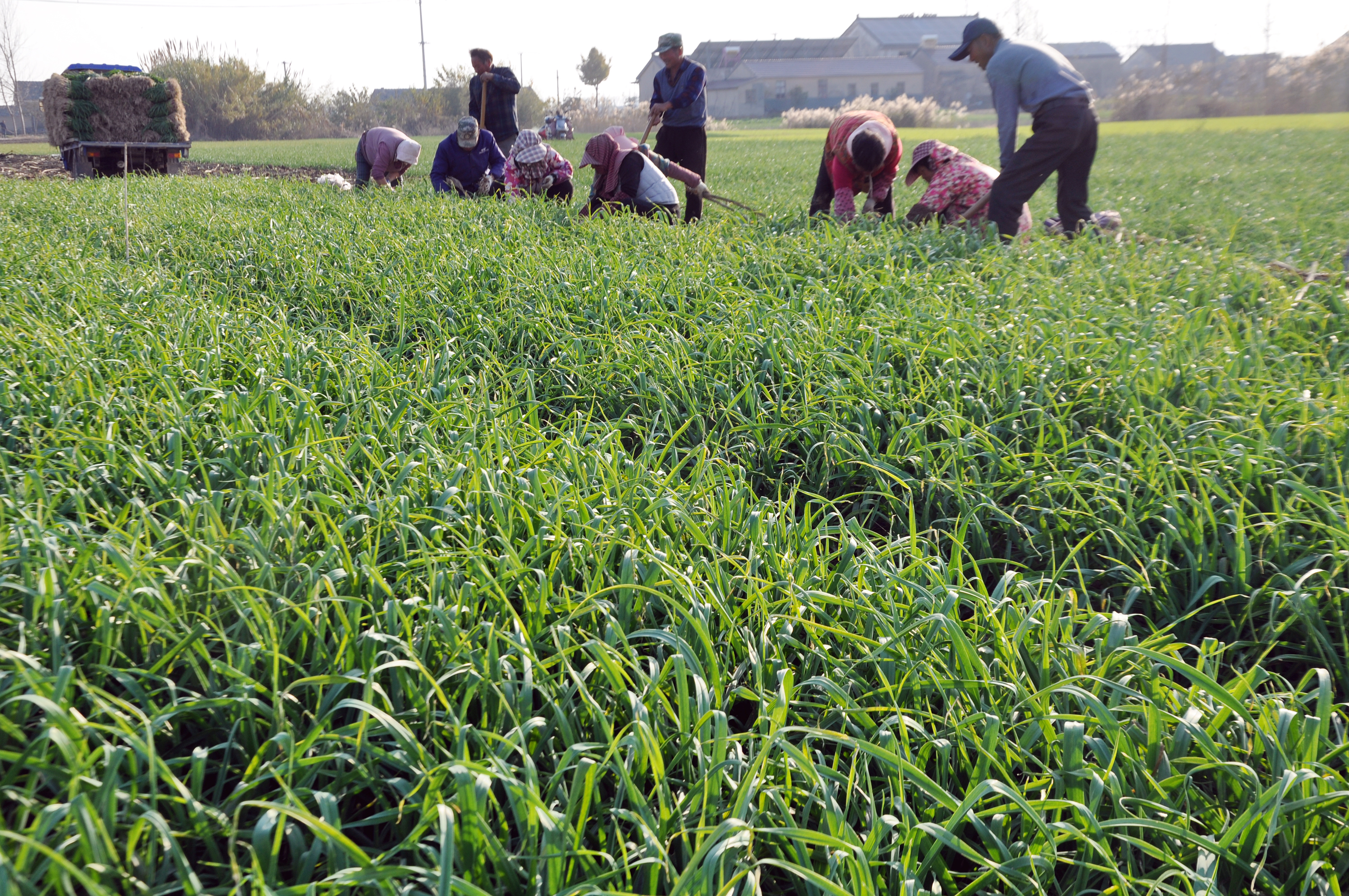 大中街道：1.6万亩青蒜喜丰收 蒜农亩均增收8000元