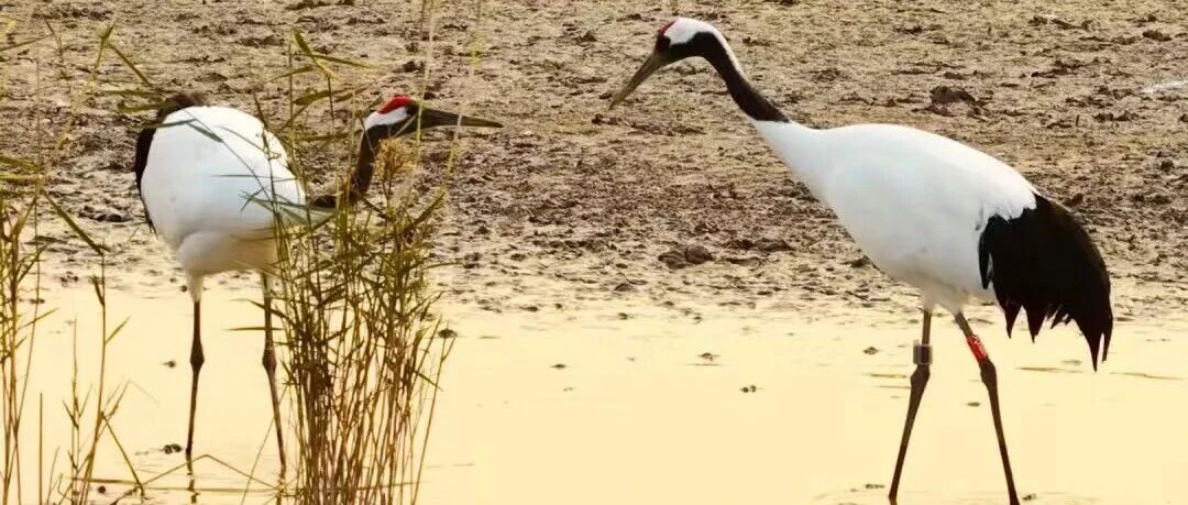 获救丹顶鹤，携伴侣重返盐城