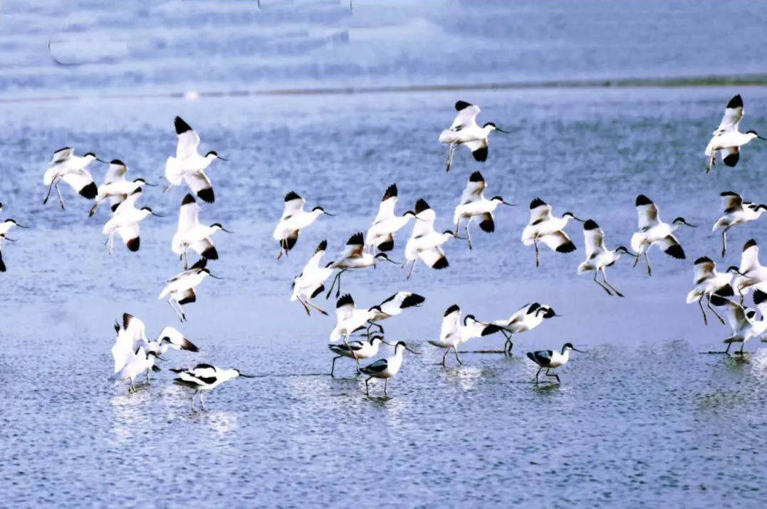 生态中国·幸福画卷丨江淮绿心绘长卷 生态小城入画来